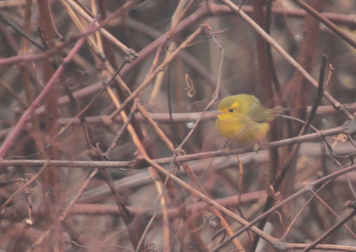 Wilson's Warbler - Peter Trimble