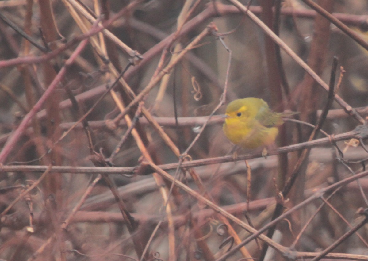 Wilson's Warbler - Peter Trimble