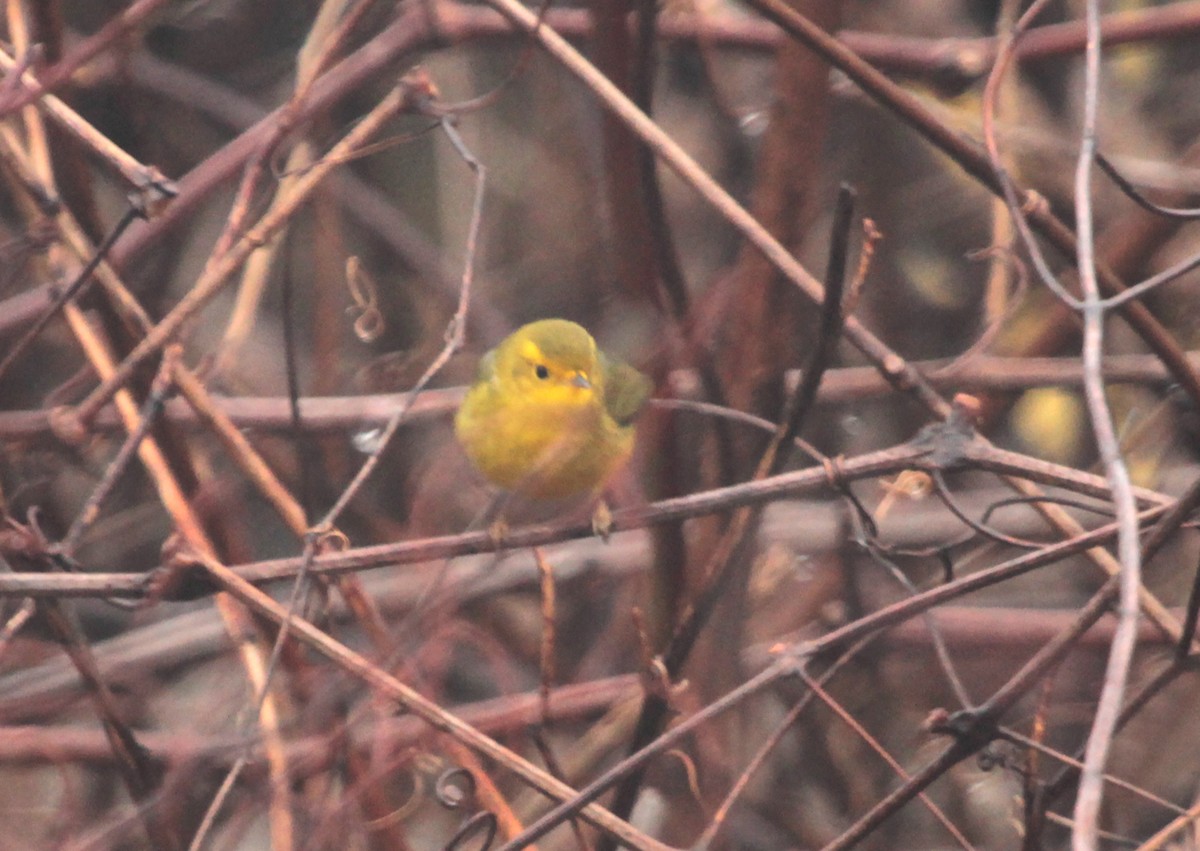 Wilson's Warbler - Peter Trimble