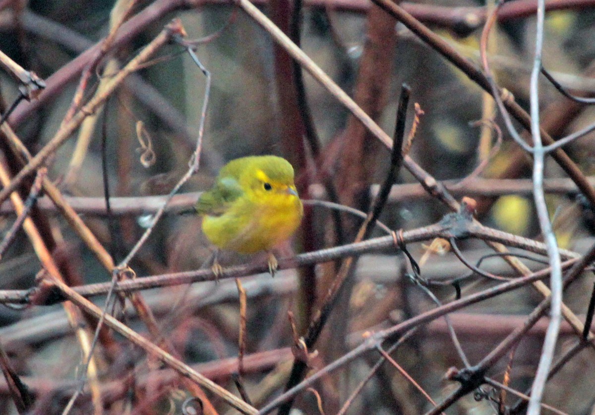 Wilson's Warbler - Peter Trimble