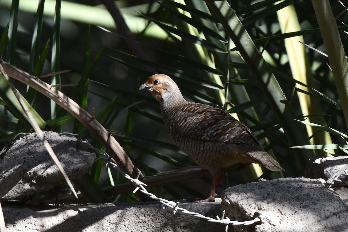 Gray Francolin - ML408066261