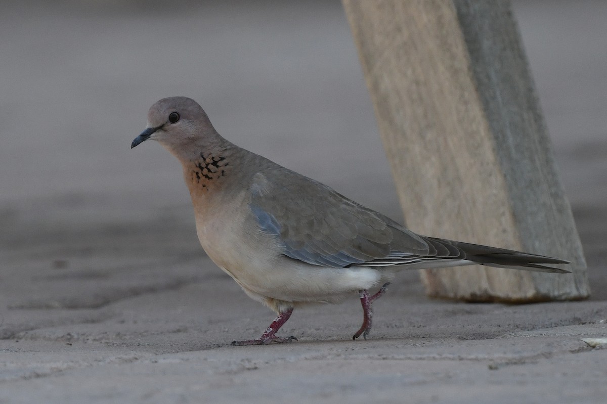 Laughing Dove - ML408066541