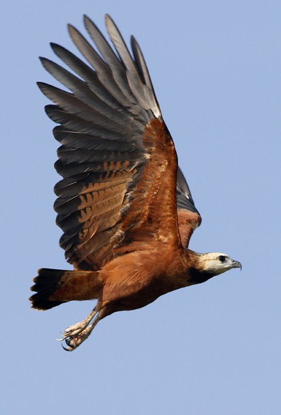 Black-collared Hawk - Anonymous