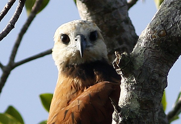 Black-collared Hawk - ML40806751