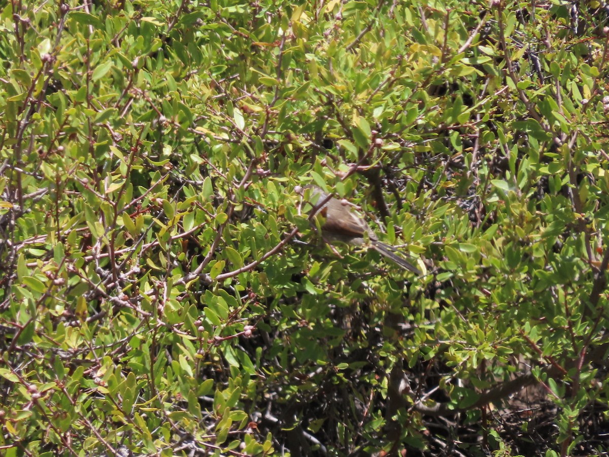 Sharp-billed Canastero - ML408068071