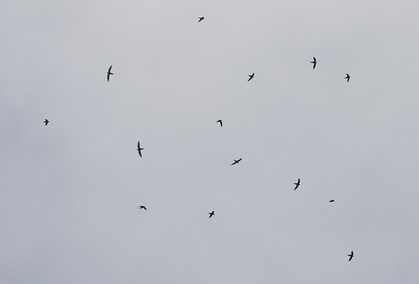 White-collared Swift - Ted Keyel