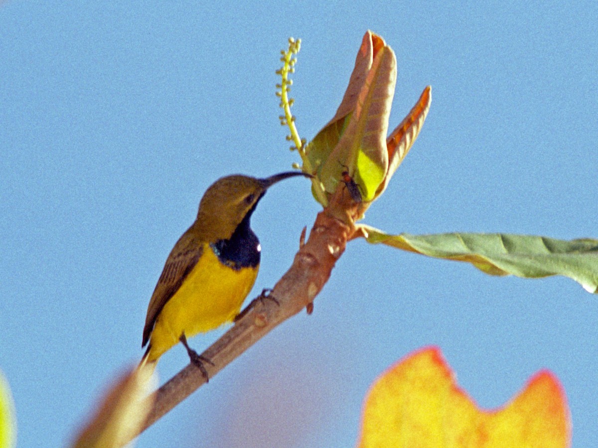 Sahul Sunbird - ML408071571