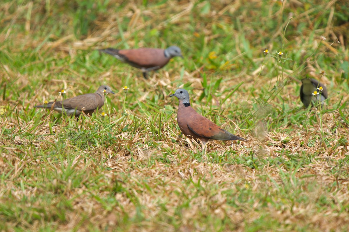 Red Collared-Dove - Sam Hambly