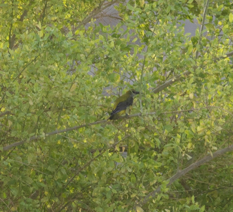 Вивільга звичайна - ML408072241