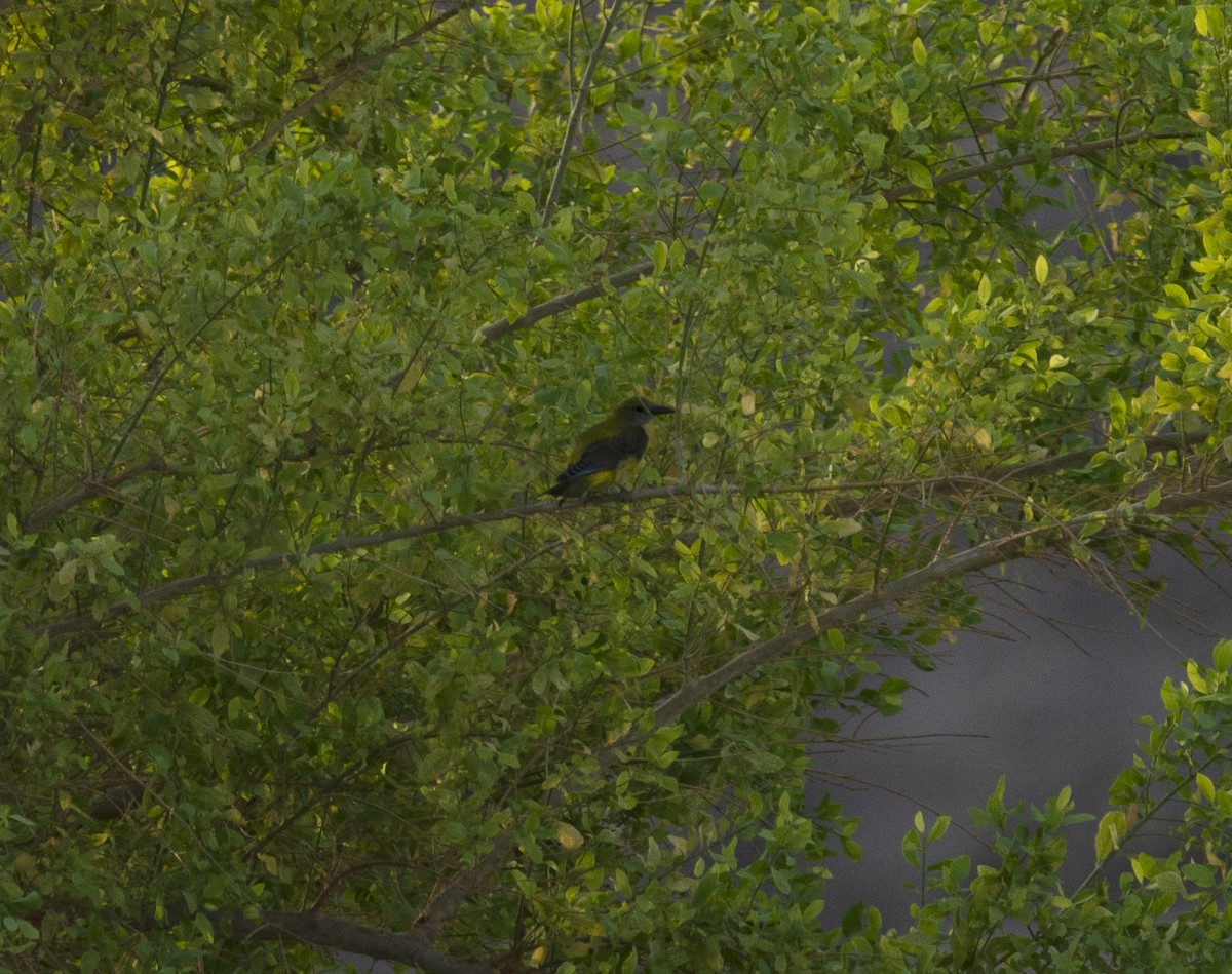 Вивільга звичайна - ML408072251