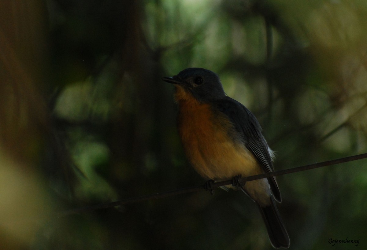 Tickell's Blue Flycatcher - ML40807261