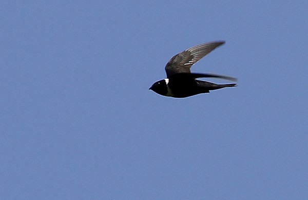 White-collared Swift - ML40807271