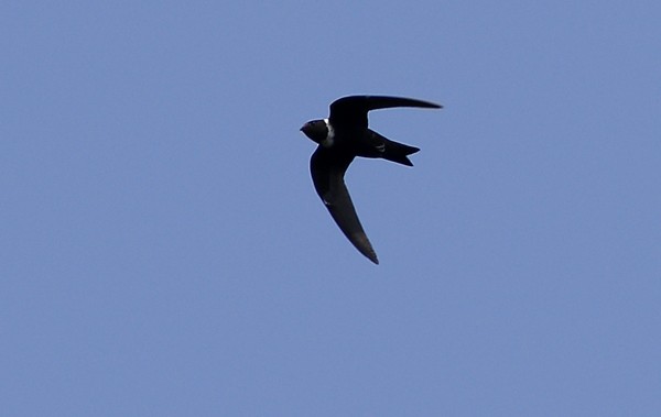 White-collared Swift - ML40807281