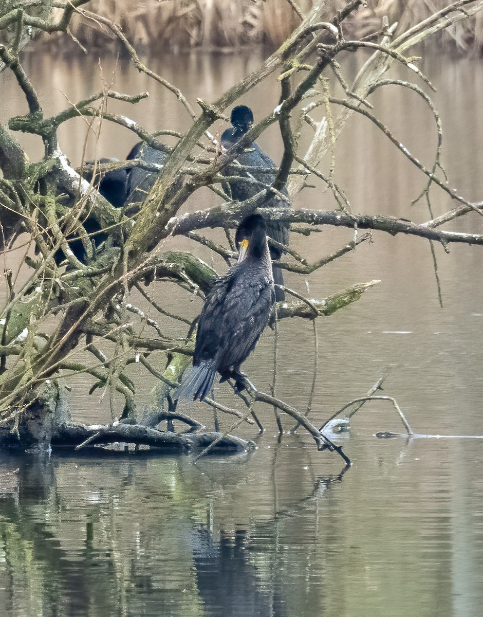 Great Cormorant - William Stephens