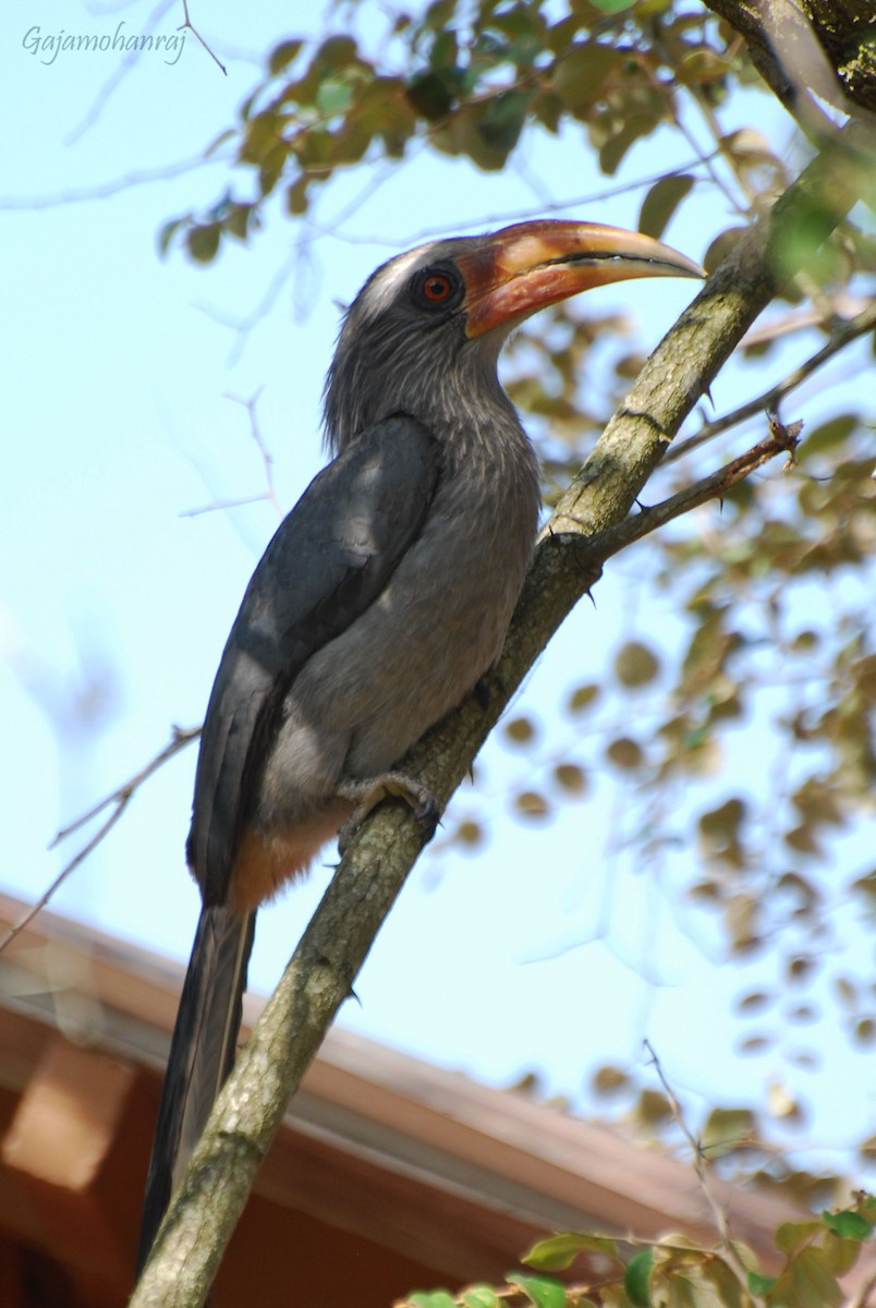 Malabar Gray Hornbill - Gaja mohanraj