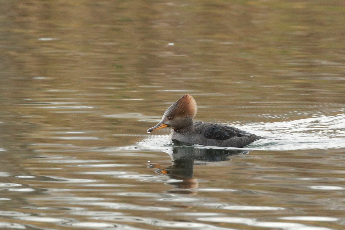 Hooded Merganser - ML408076941