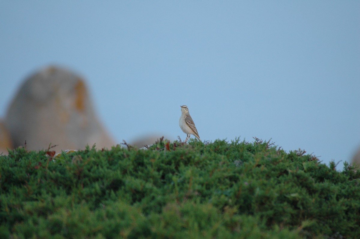 Tawny Pipit - David Darrell-Lambert