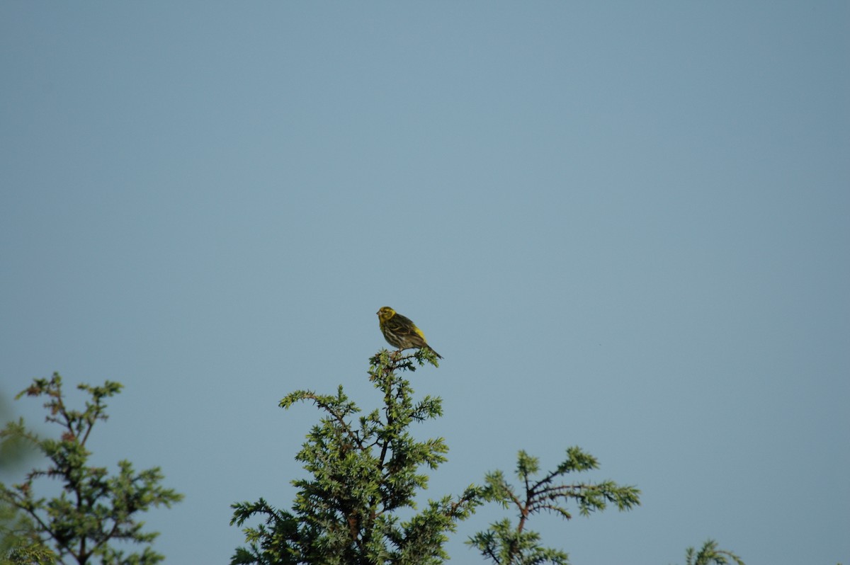 European Serin - David Darrell-Lambert