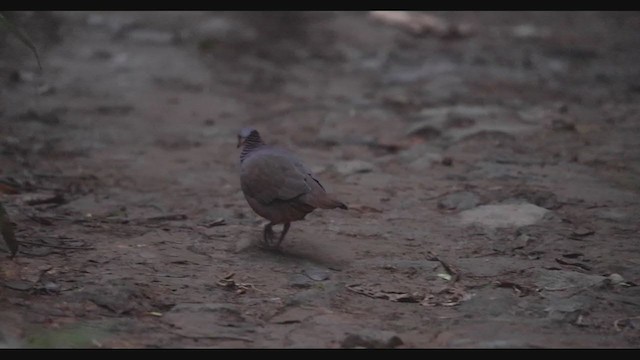 Lined Quail-Dove (linearis) - ML408077811