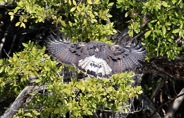 Great Black Hawk - ML40807881