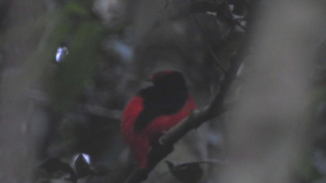 Black-necked Red-Cotinga - ML408079481