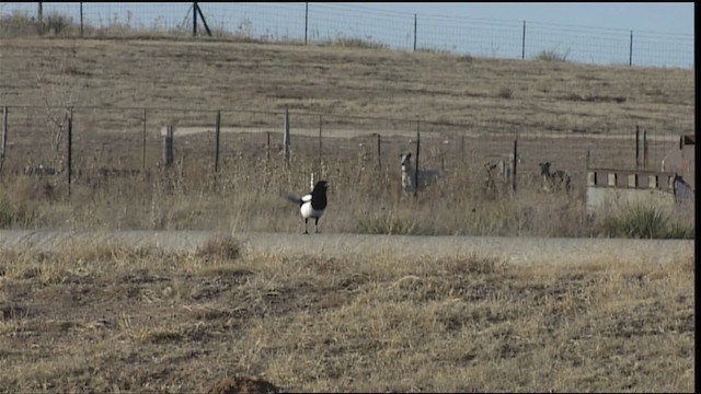 Black-billed Magpie - ML408080