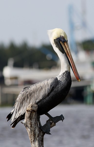 Brown Pelican - ML40808001