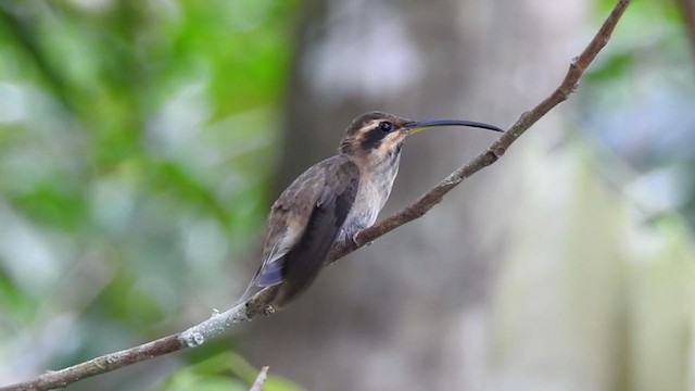 Гвианский колибри-отшельник - ML408080241