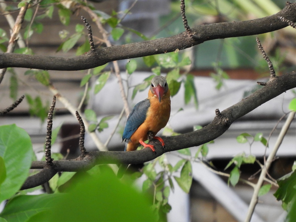Stork-billed Kingfisher - ML408080501