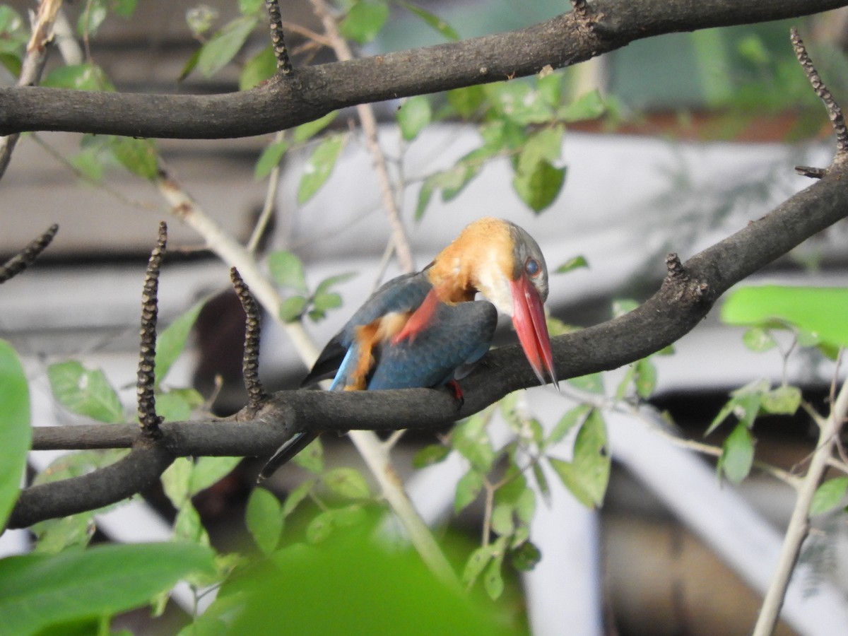 Stork-billed Kingfisher - ML408080511