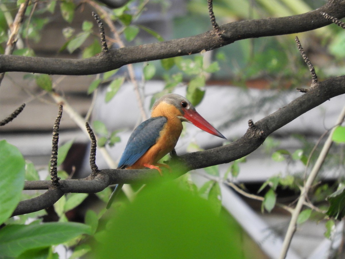 Stork-billed Kingfisher - ML408080521