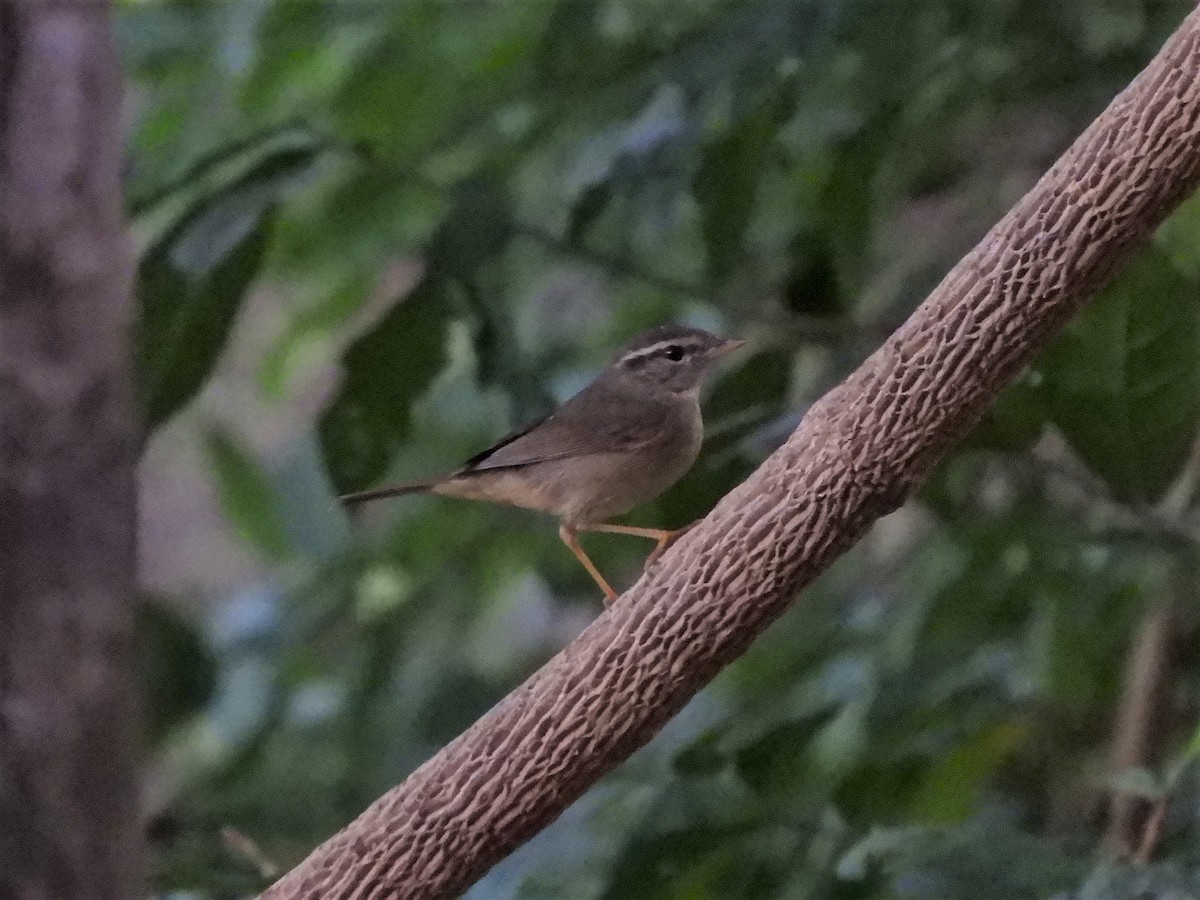 Бүхт дууч шувуу - ML408080761