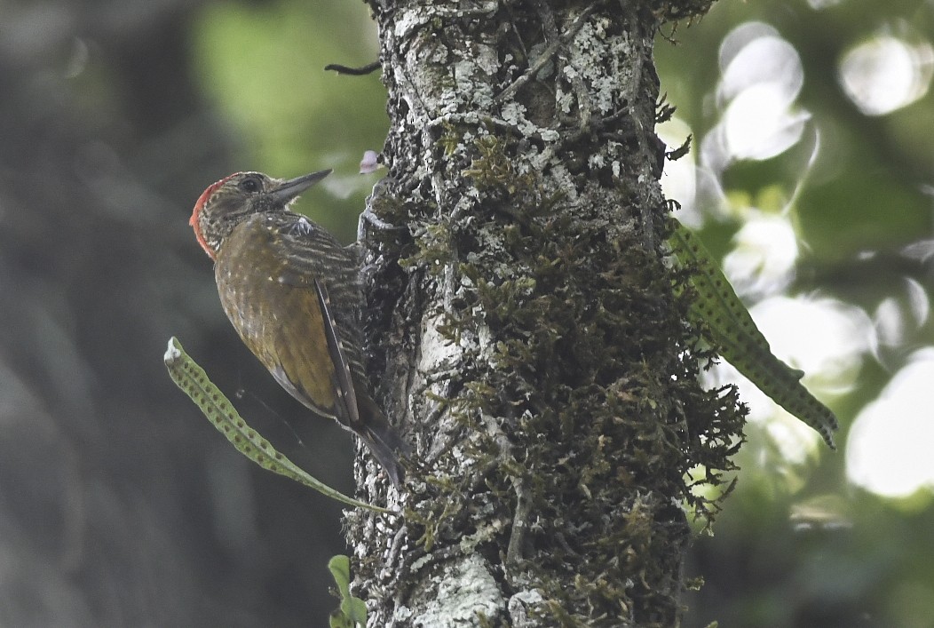 Carpintero de las Yungas - ML408081191