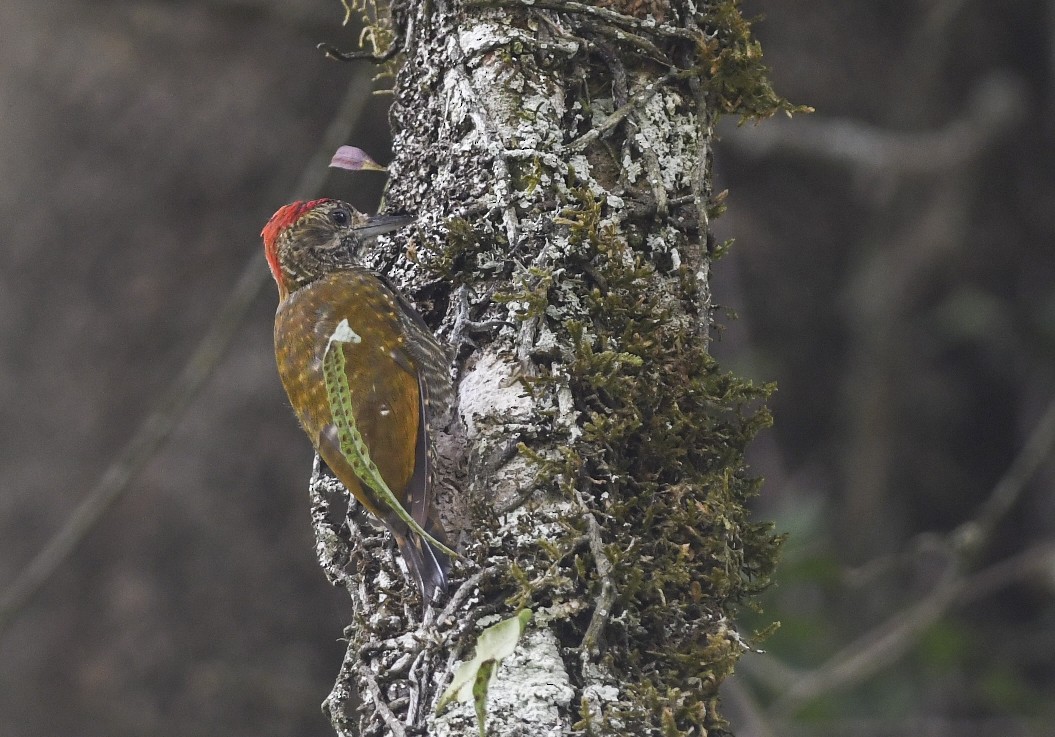 Dot-fronted Woodpecker - ML408081201