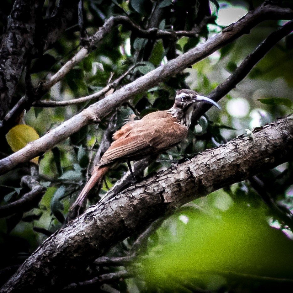 Scimitar-billed Woodcreeper - ML408083061