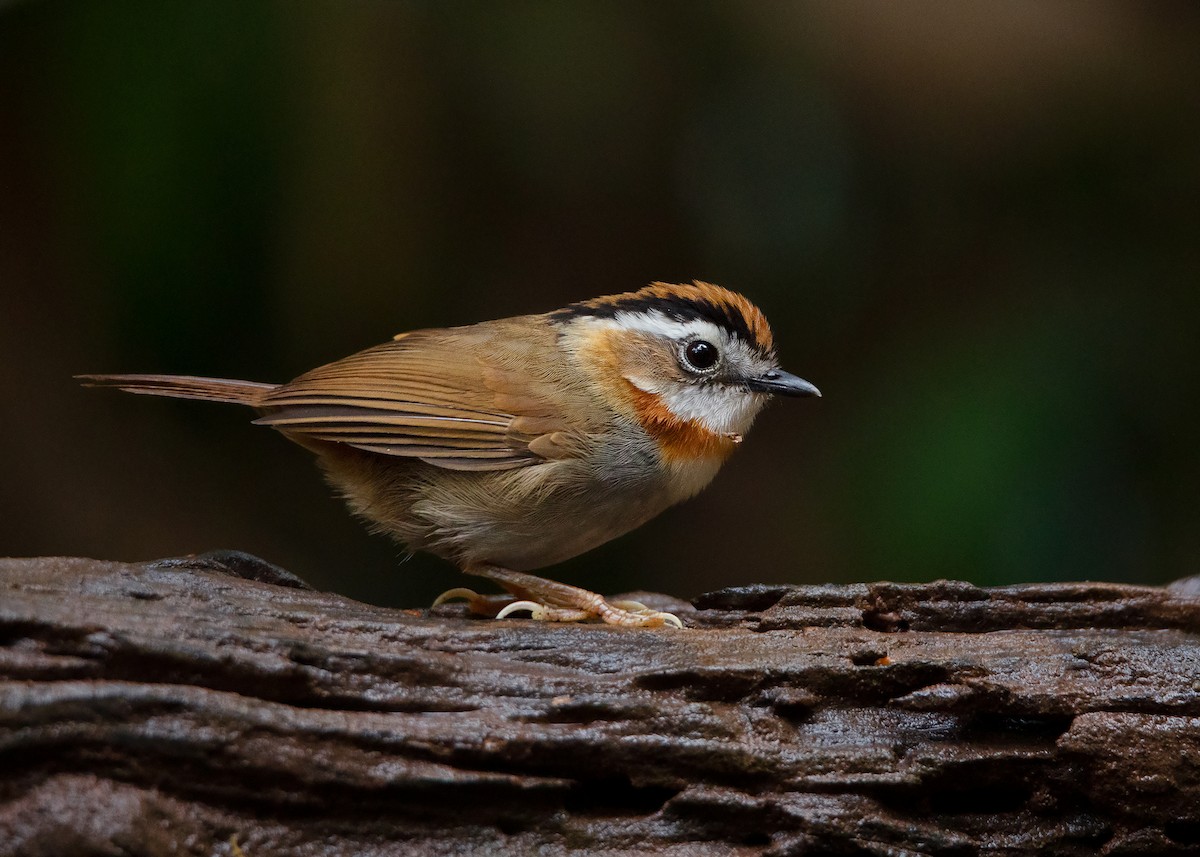 Rufous-throated Fulvetta - ML408083861