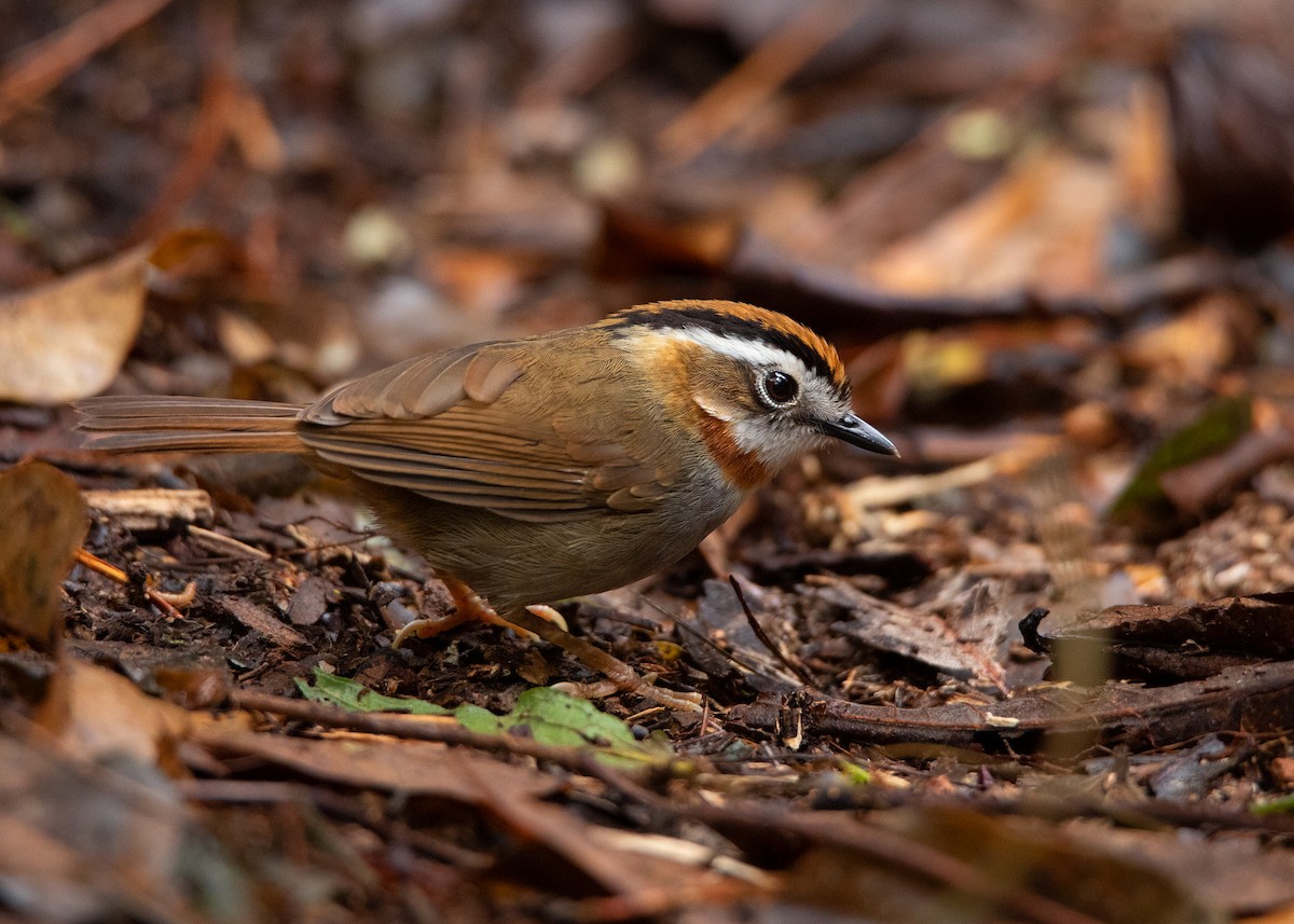 Rufous-throated Fulvetta - ML408083951