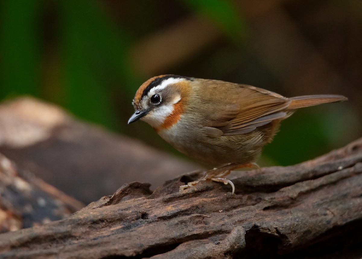 Rufous-throated Fulvetta - Ayuwat Jearwattanakanok