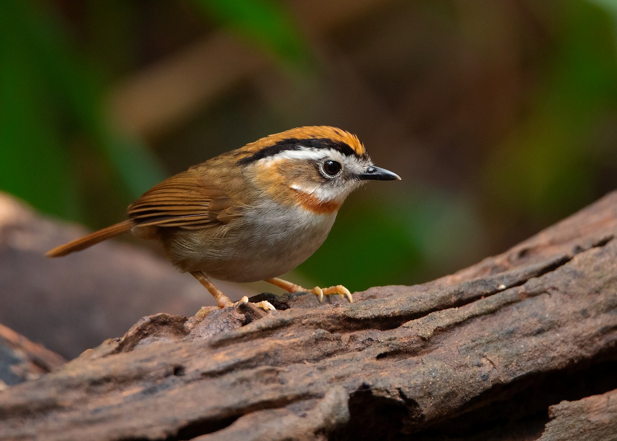 Rufous-throated Fulvetta - Ayuwat Jearwattanakanok