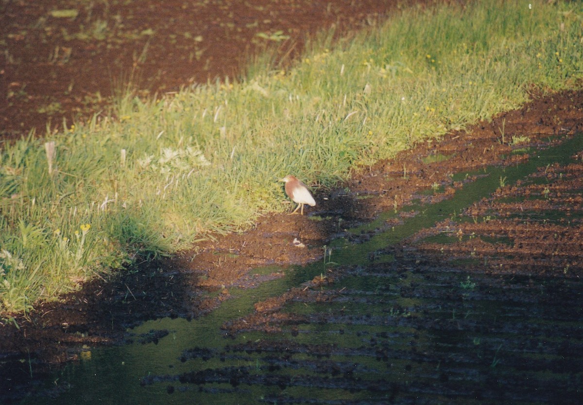 Chinese Pond-Heron - ML408084691