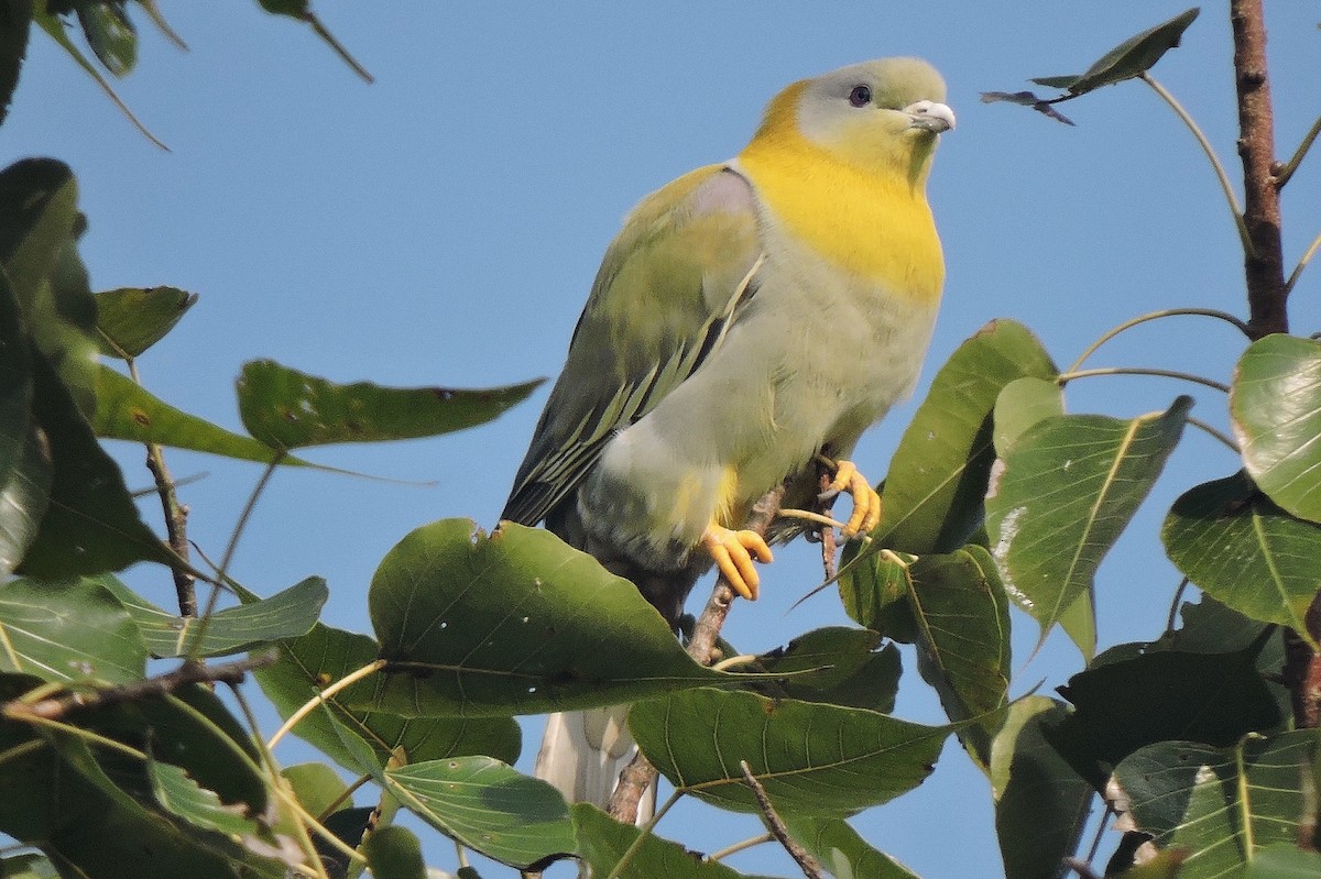 Yellow-footed Green-Pigeon - ML408088221