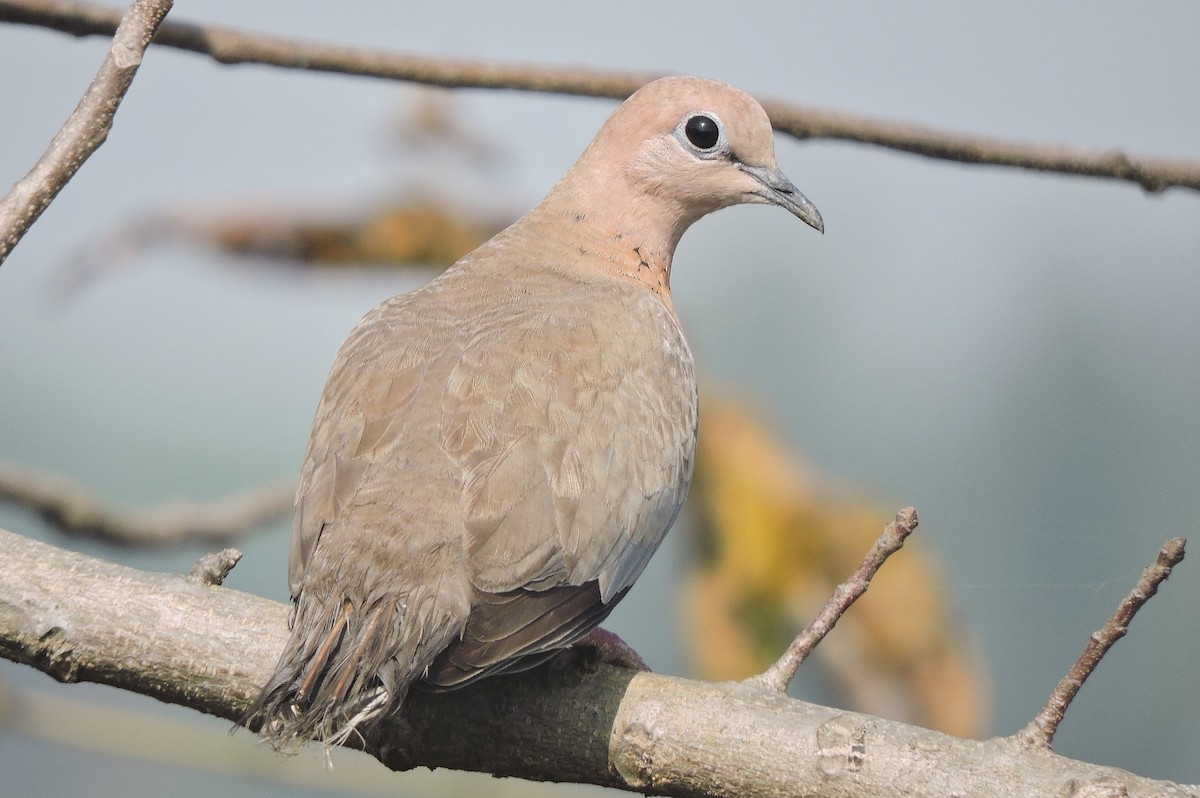 Laughing Dove - ML408088291