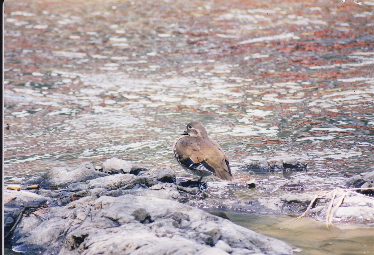 Мандир уранхажин - ML408088461