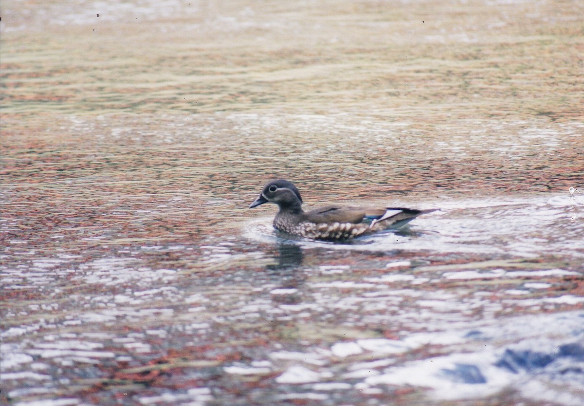 Мандир уранхажин - ML408088471
