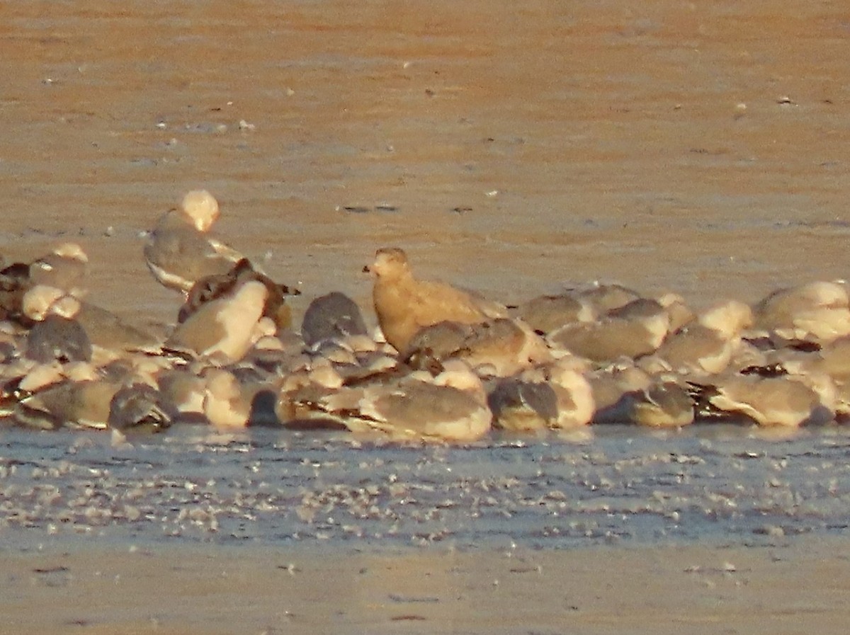 Glaucous Gull - ML408088621