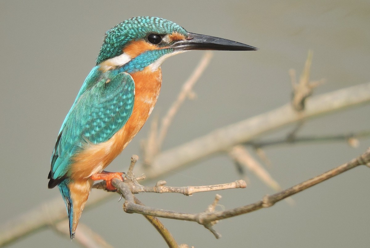 Common Kingfisher - ML408088891