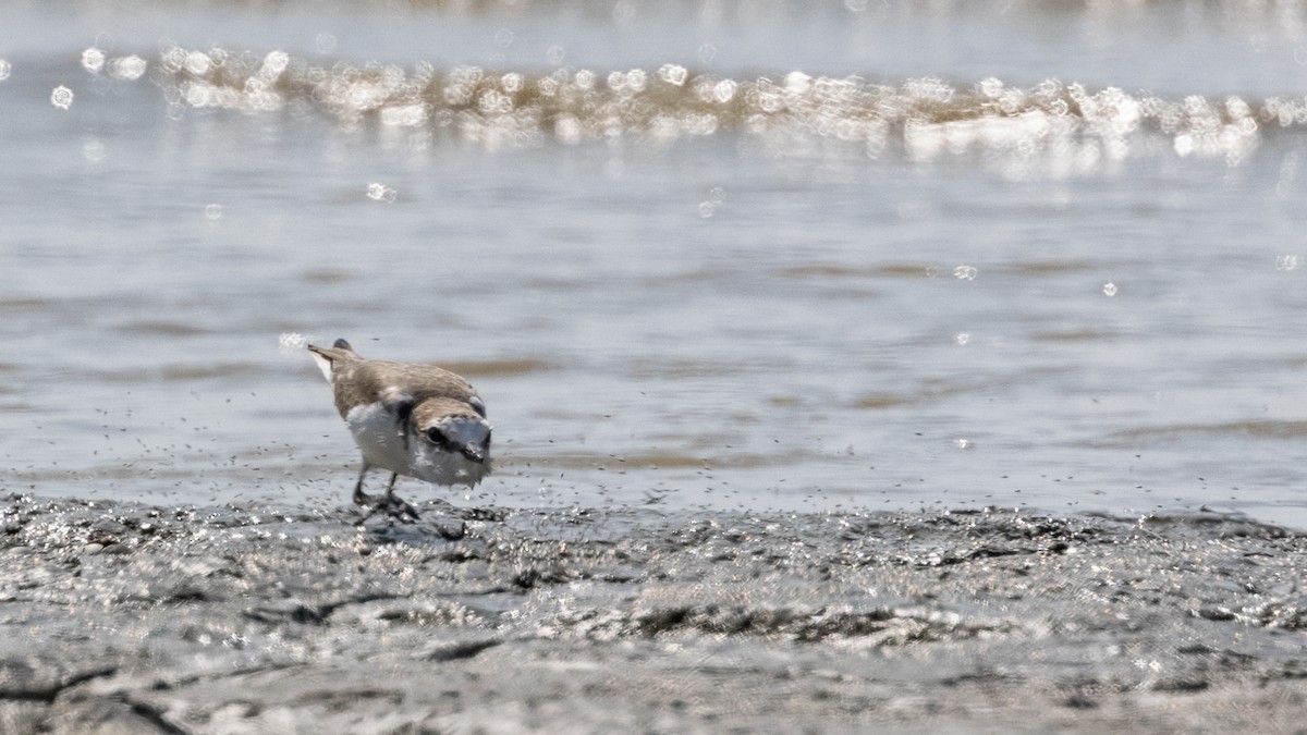 White-faced Plover - ML408089121