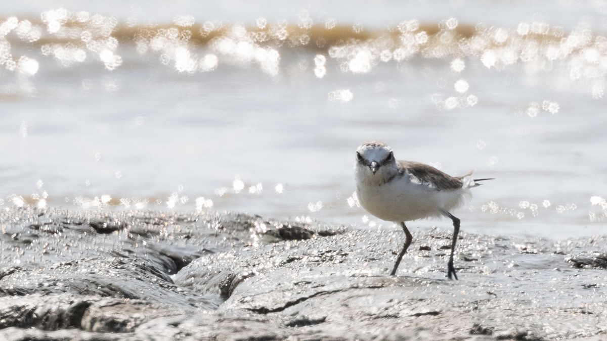 White-faced Plover - ML408089221