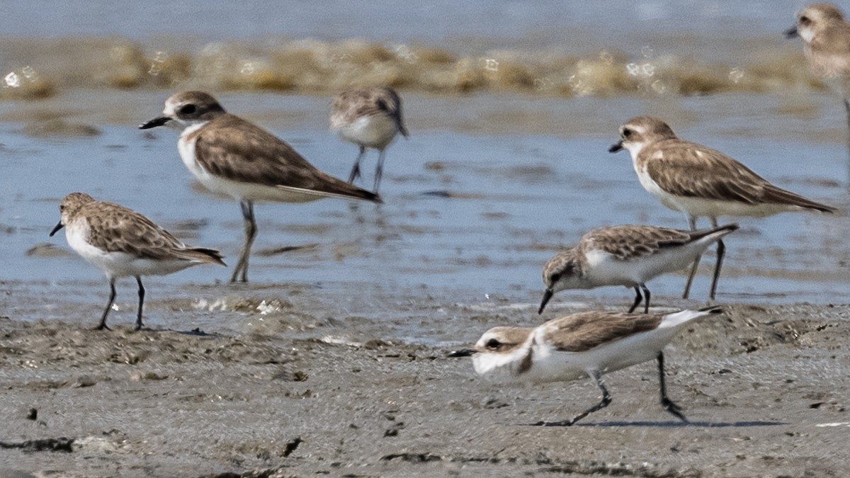 White-faced Plover - ML408089411