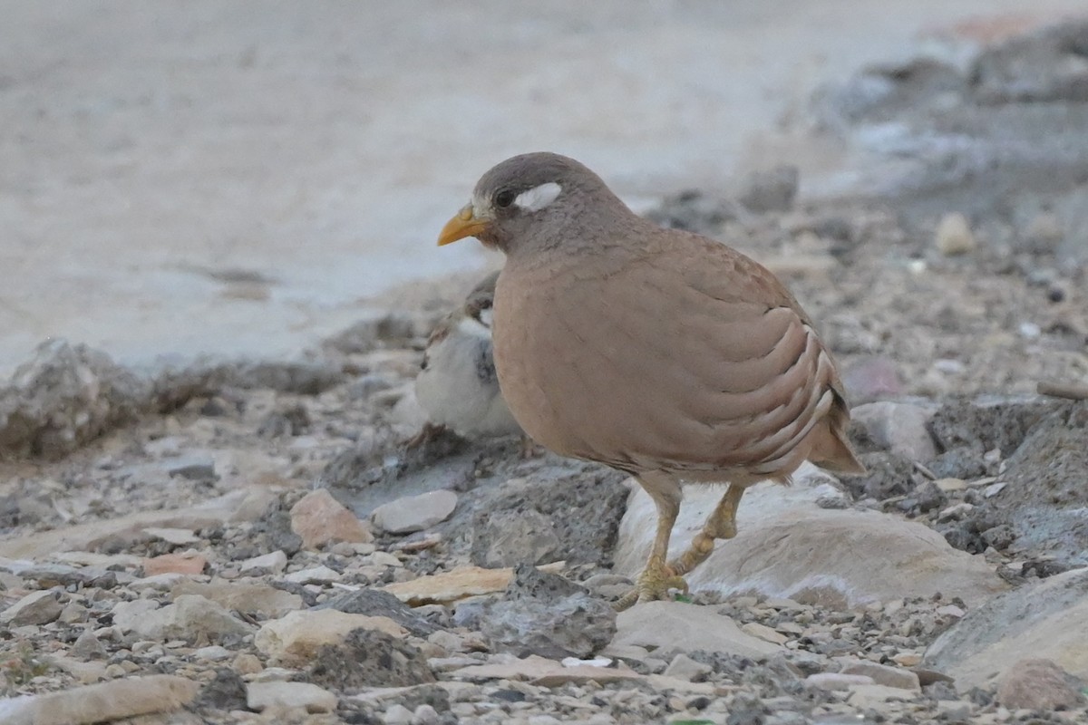 Sand Partridge - ML408089481